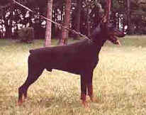 Eos von der Dobermannstadt Eos von der Dobermannstadt