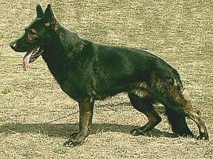 Furo Kamos CS Furo Kamos CS