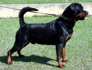 Bandit Arko von Olivio Bandit Arko von Olivio