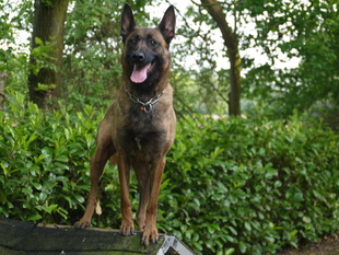 Akita HR 11682 Mn Akita HR 11682 Mn