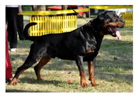 Roki Crni Lotos