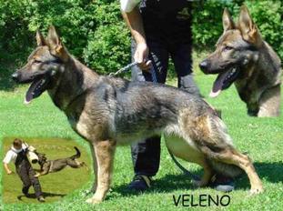 Veleno (CMKU DS 55340) Veleno (CMKU DS 55340)