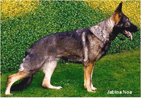 Jabina Noa
