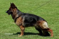 Kimba von Arminius 2000
