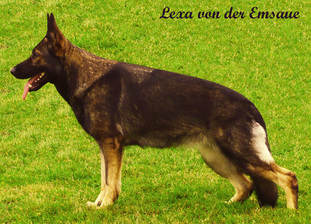 Lexa von der Emsaue Lexa von der Emsaue