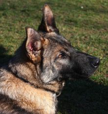 Taro von der Schiffslache Taro von der Schiffslache