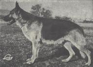 Marko von der Boxhochburg