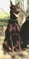 Chiela vom Odenwald Chiela vom Odenwald