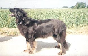 Haska vom Stommeler Busch Haska vom Stommeler Busch