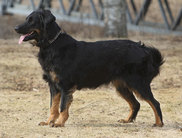 Bergenhovs Dixi