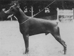 Hertog Django van Manensheide Hertog Django van Manensheide