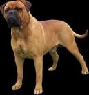 dog image background