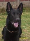 Emko LOSH 0979495 (Pedraza)