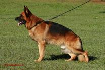 dog image background