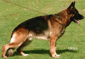 Orbit von Tronje Orbit von Tronje