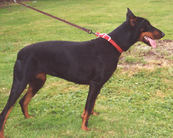 Sheba von Warringhof