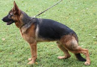 Eiko von der Wagnerzunft Eiko von der Wagnerzunft