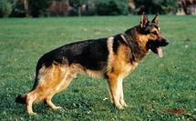 dog image background
