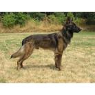 Chicco  NHSB 2316578