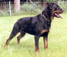 Sandy von Bickesheim Sandy von Bickesheim