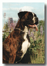 Lollypop aus dem Köpegi-Köschk Lollypop aus dem Köpegi-Köschk