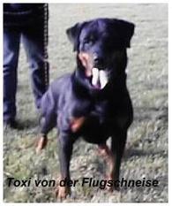 Toxi von der Flugschneise Toxi von der Flugschneise