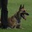 Quo Vadis Canis Alfa
