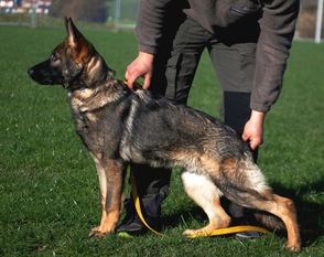 Kato vom Ortenberg Kato vom Ortenberg