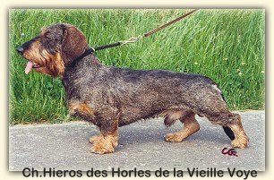 Hieros des Horles de la Vieille Voye Hieros des Horles de la Vieille Voye