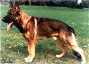 Timmy von der bösen Nachbarschaft Timmy von der bösen Nachbarschaft