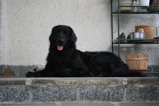 Caesar (ENCI/LO 0669292,Dellangiolina) Caesar (ENCI/LO 0669292,Dellangiolina)