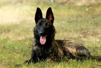 Canine For Use Cara
