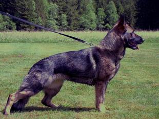 Akita von der Glacis Akita von der Glacis