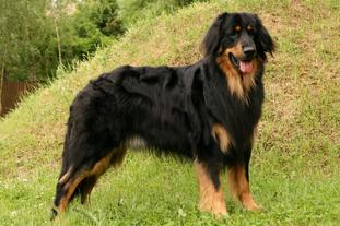 Chester Barte Prim Chester Barte Prim