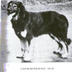 Castor (Meyer-Busch) Castor (Meyer-Busch)