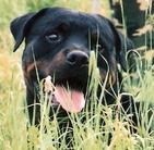 Chico von der Tiefburg