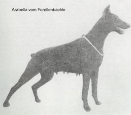 Arabella vom Forellenbächle Arabella vom Forellenbächle