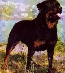 Ary de la Corte Canina Ary de la Corte Canina