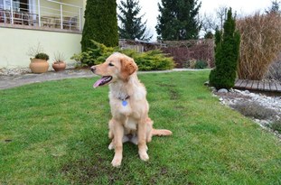 Bailey z Dubákovho dvora Bailey z Dubákovho dvora