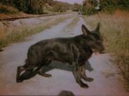 dog image background