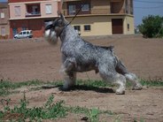 Alan de Pichera