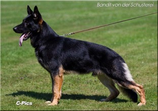 Bandit von der Schusterei Bandit von der Schusterei