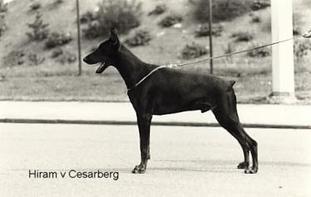 Hiram vom Cesarberg Hiram vom Cesarberg