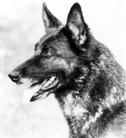 dog image background