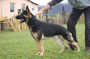Ken von der Wolfskralle Ken von der Wolfskralle
