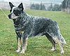 dog image background