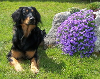 Bild von Estrelle vom Pfarrhof