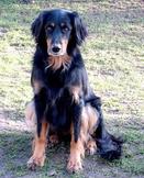 Bild von Collin ex canis lupus