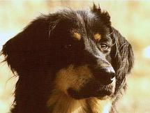 Bild von Quicky vom Wilden Jäger