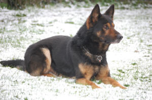 Trasko von Karthago Trasko von Karthago
